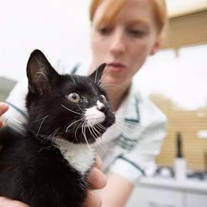 探寻猫宅生活之美：轻松愉悦的猫宅日记，记录猫咪的点滴生活点滴